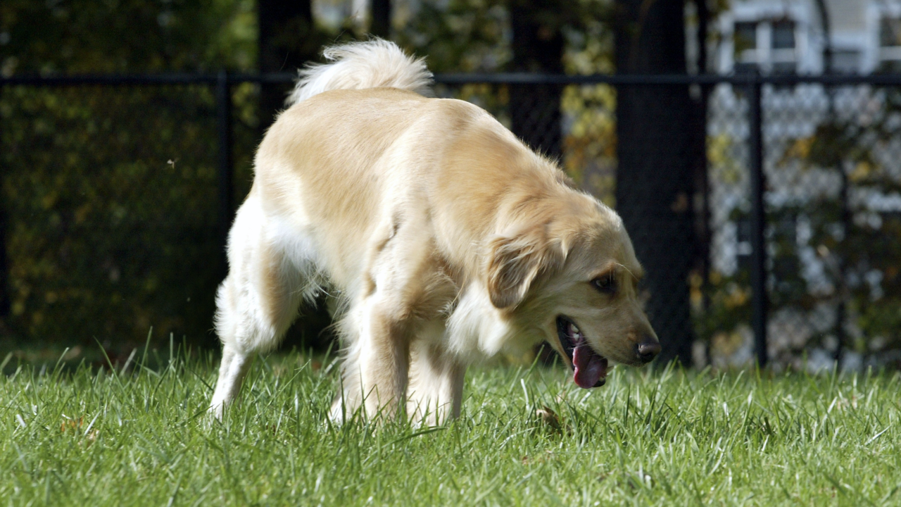 Places near me that neuter dogs 2025